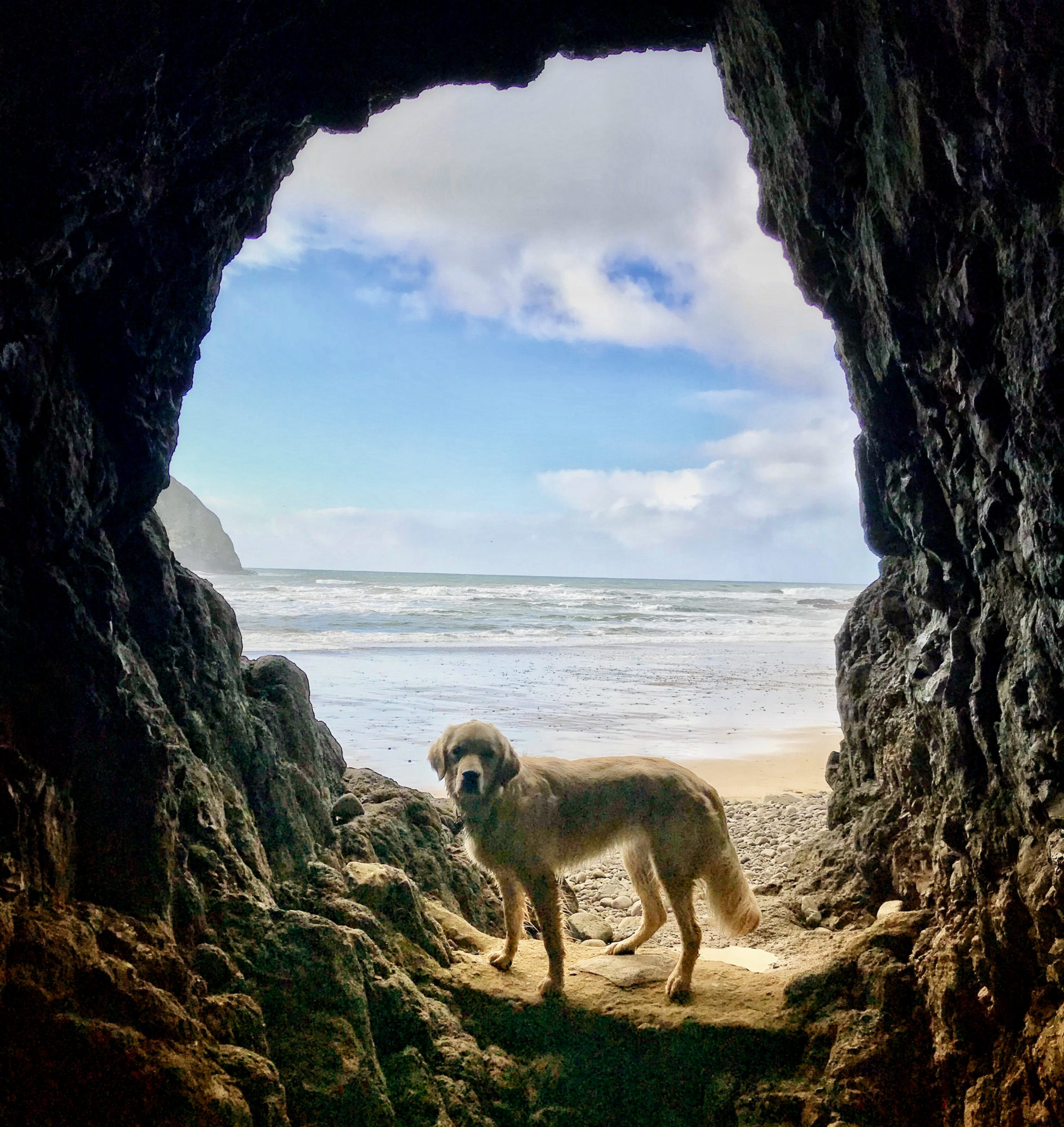 Dog in tunnel Charleston