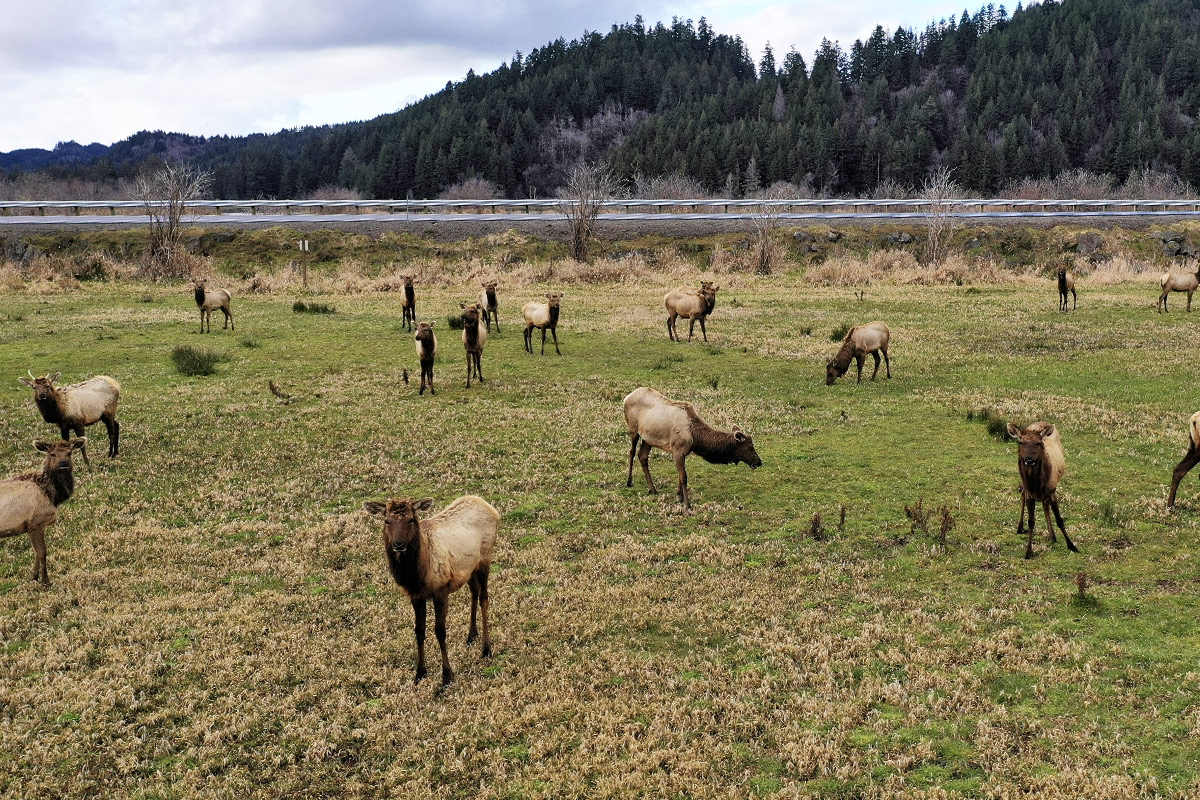 2023TSOC April Reedsport elk