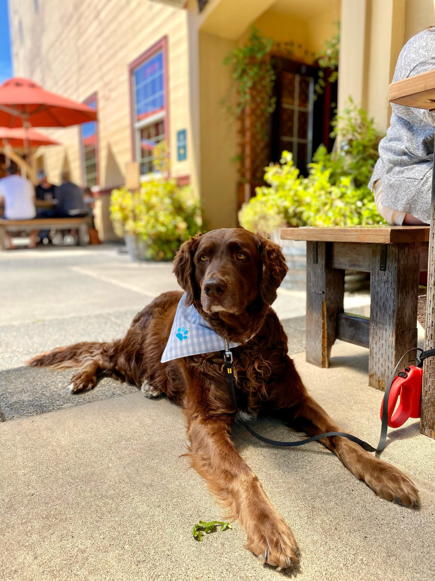 Dog at 7 Devils Brewing in Coos Bay, Oregon by Maddyontheoffbeat