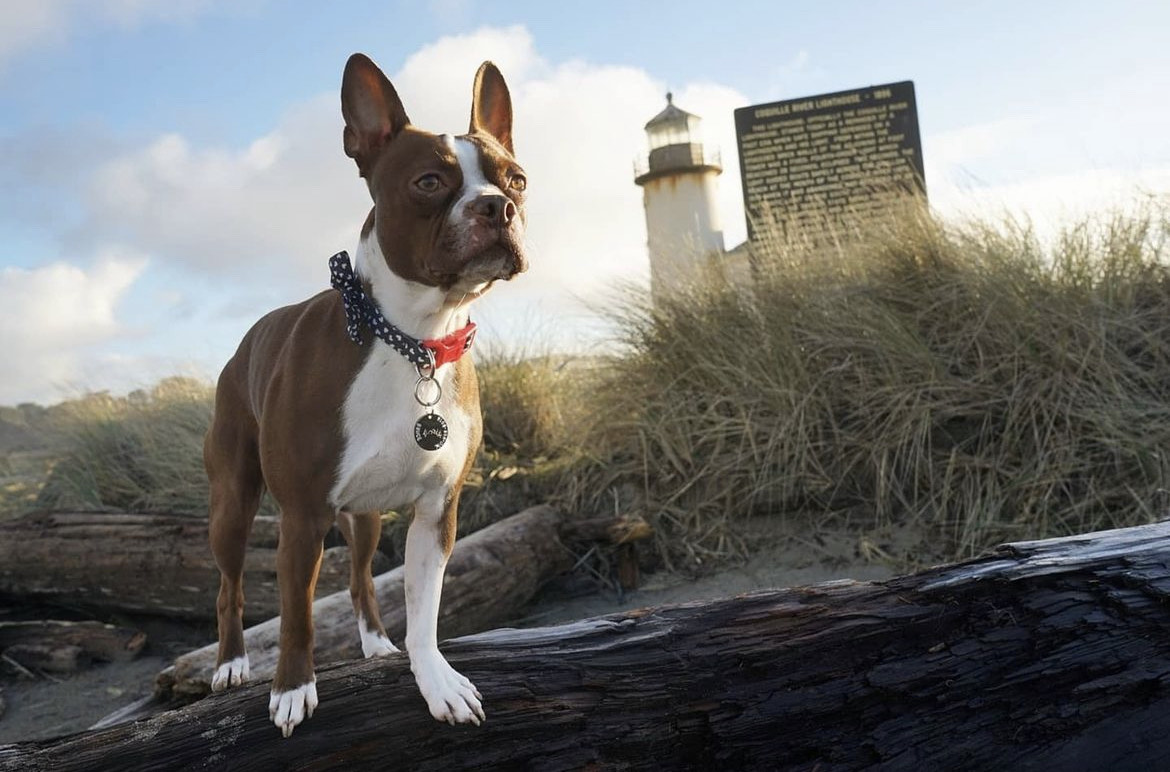 Dog at Coquille River  Lighthouse in Bandon, Oregon by Brucetheredboston