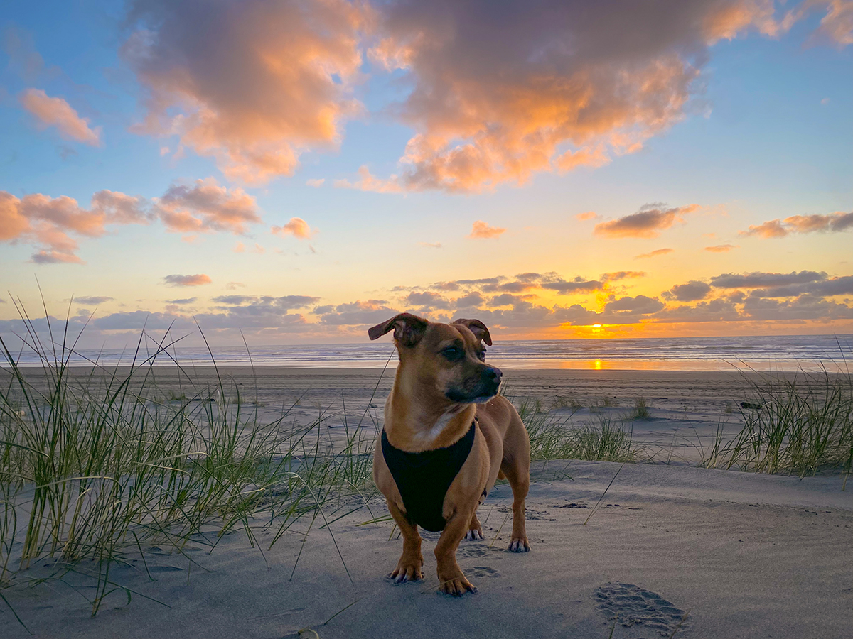 Dog at Sunset Bandon Oregon by Eric Montes