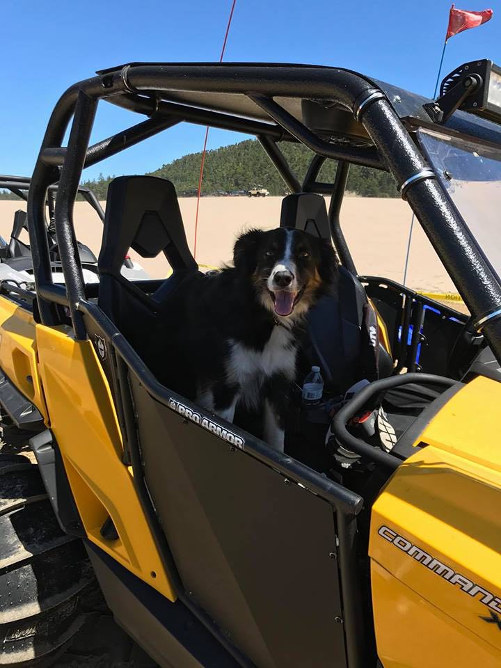 Dog in Yellow UTV at  Spinreel Dunes in Lakeside, Oregon by Jody Morrow 