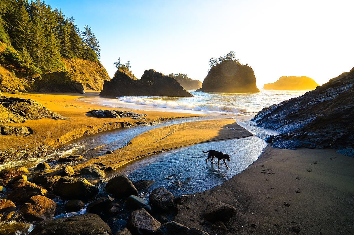 Dog on the beach at Samuel Boardman State Park in Brookings, Oregon by Bear8photography