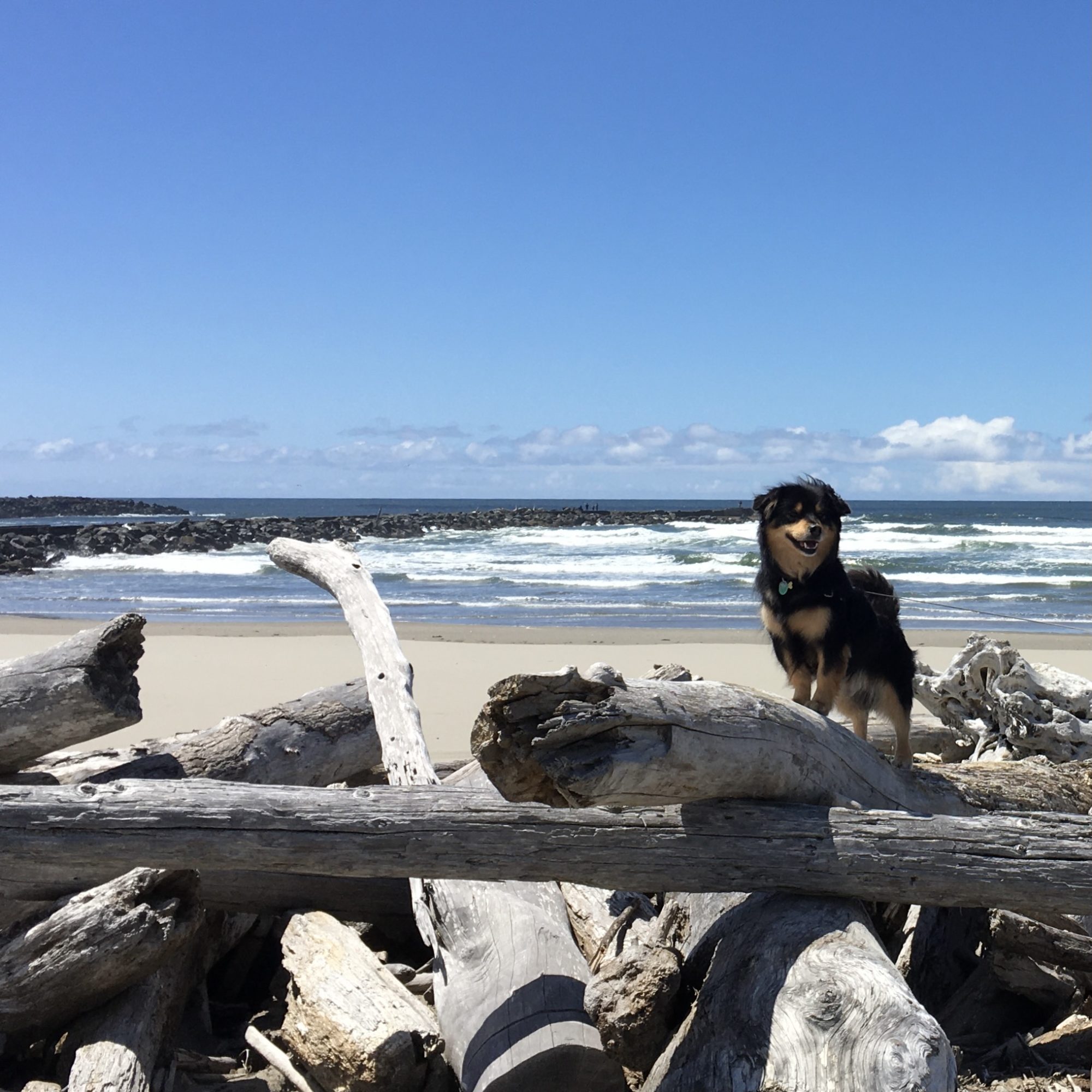 Dog on Driftwood in Bandon Oregon by Charmaine Manley