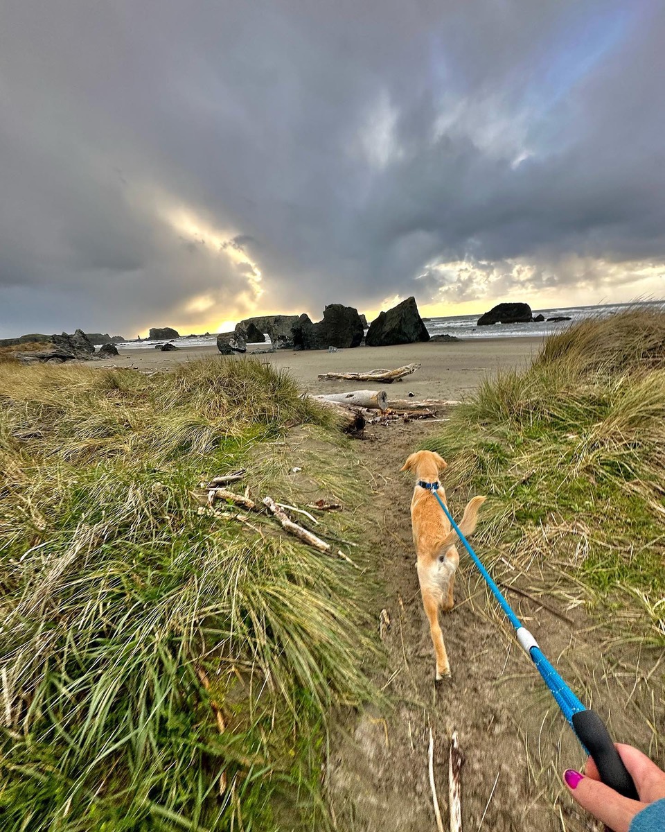 Dog on leash in Bandon, Oregon by Angela Cardas 