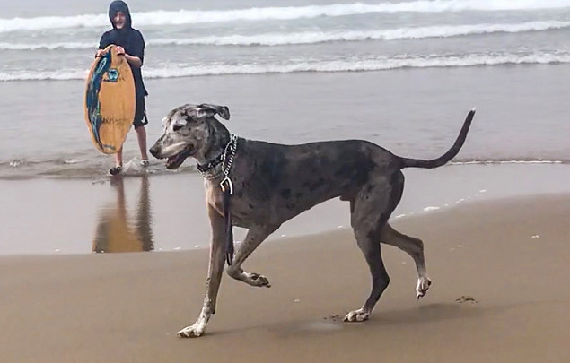 Surfer and dog on the beach in Bandon, Oregon by Pamela Hansen