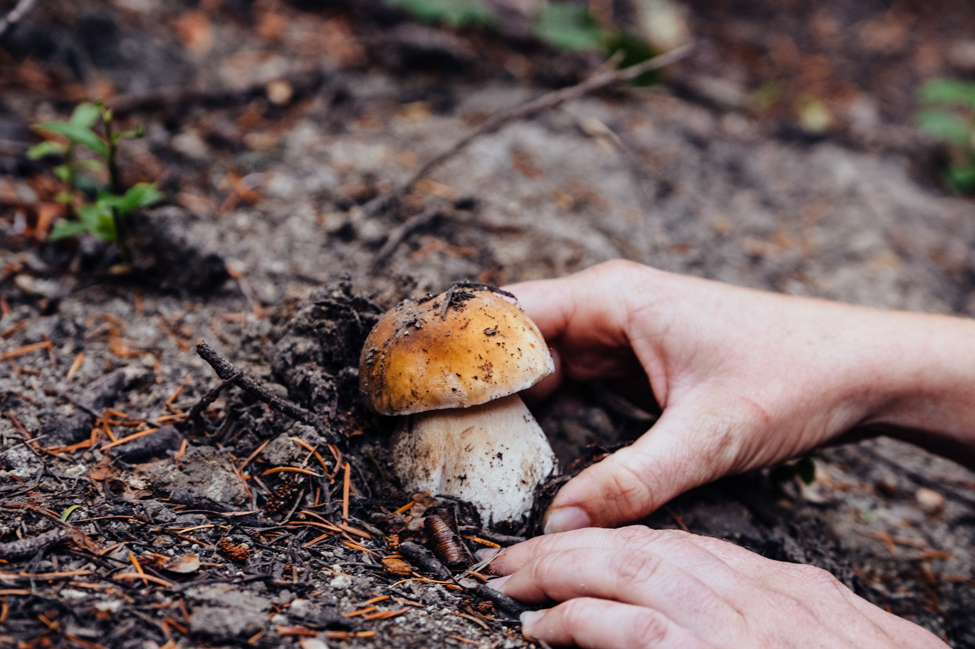 make-plans-for-an-edible-mushroom-hunt-on-the-south-coast-travel