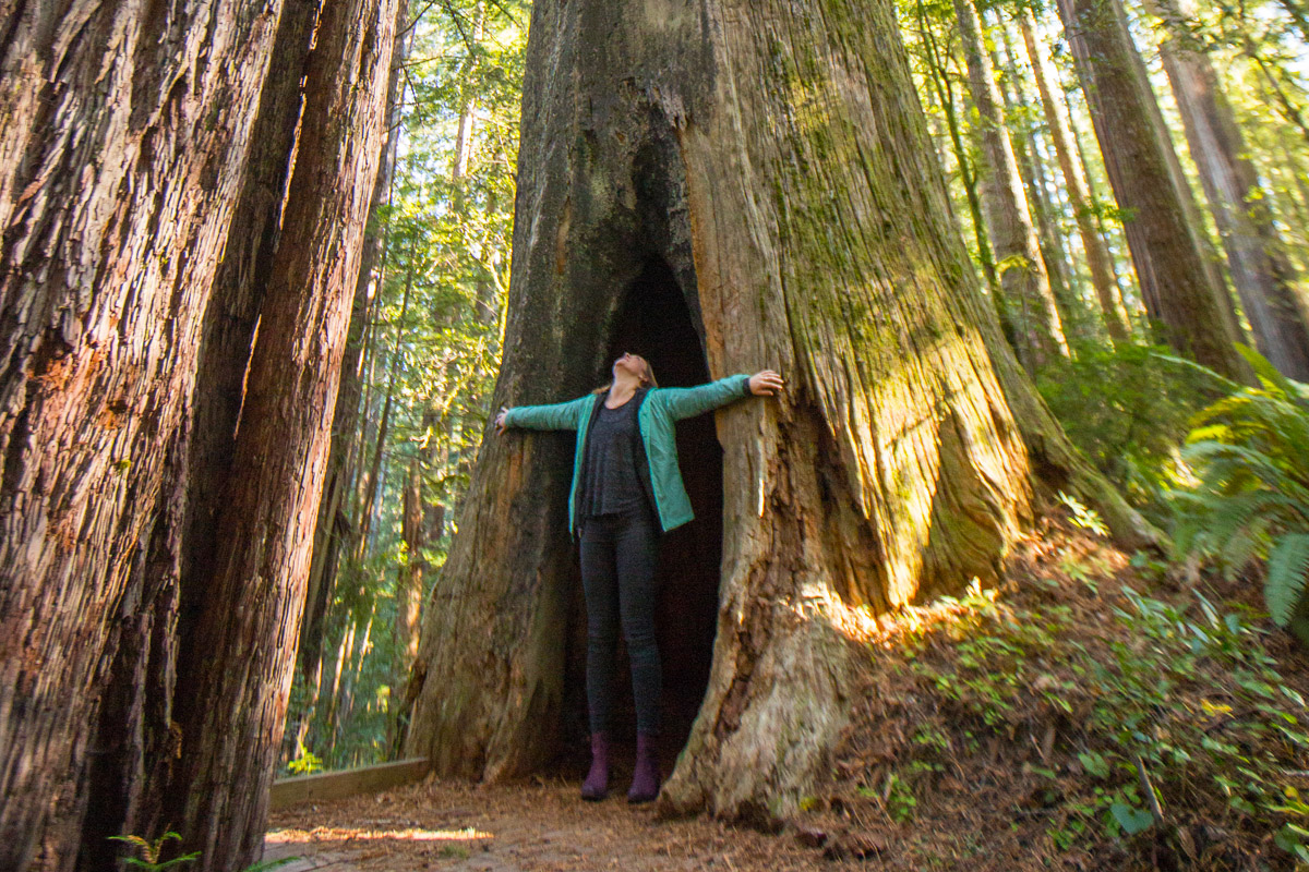 2023TSOC June adven redwoods