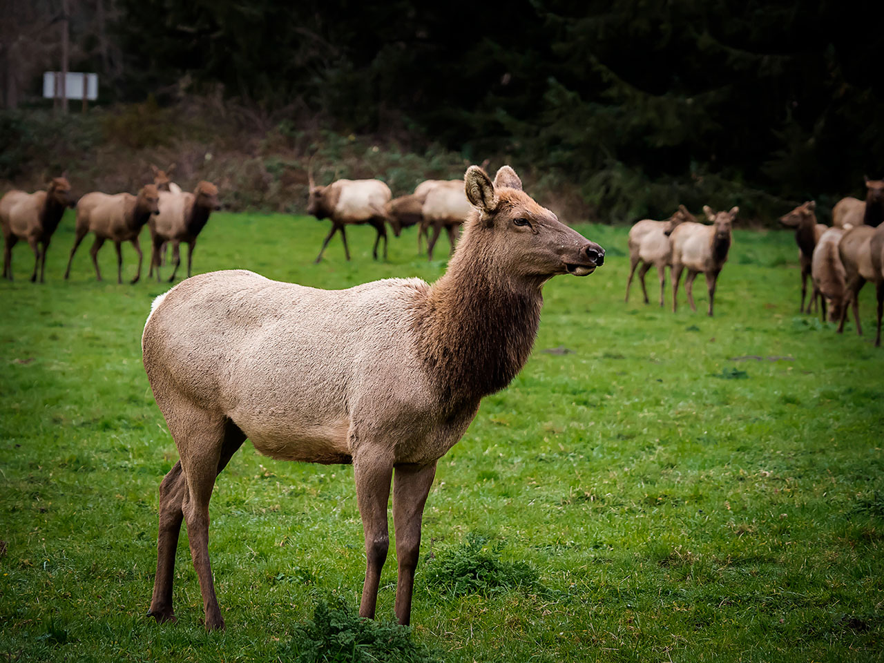 Elk at Dean Creek Elk Viewing Area in Reedsport, Oregon