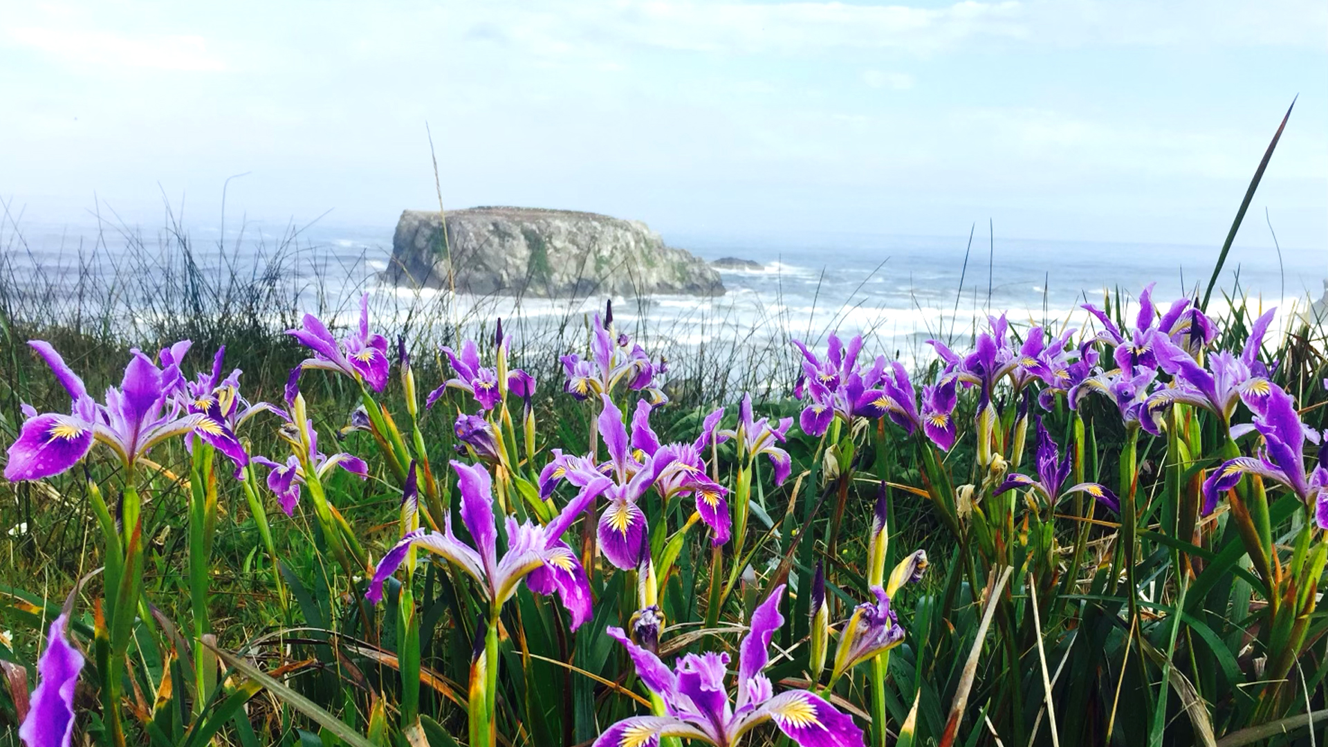 Natural bridges at Samuel Boardman State Park near Brookings, Oregon