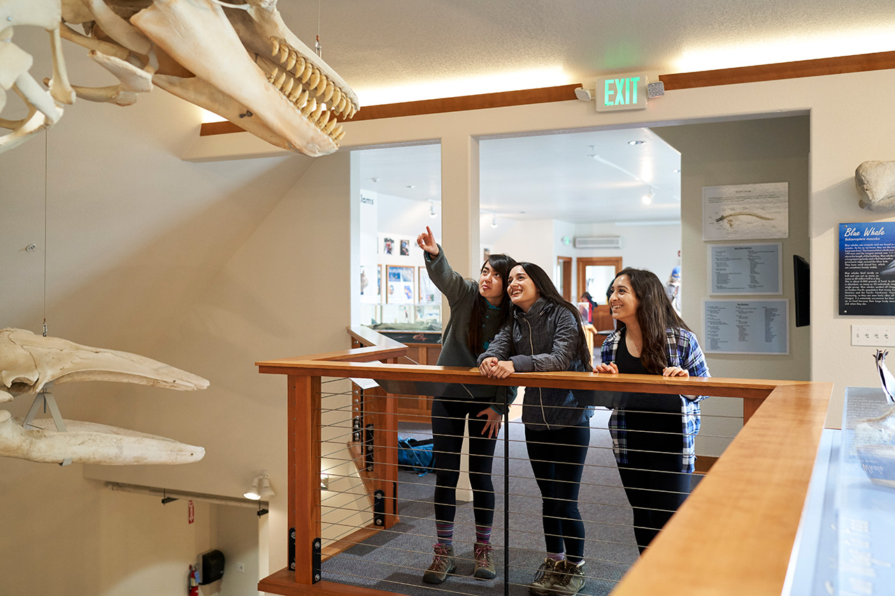 Three young ladies stand in a museum, one is pointing at a dinosaur skeleton at the Marine Life Center in Charleston, Oregon