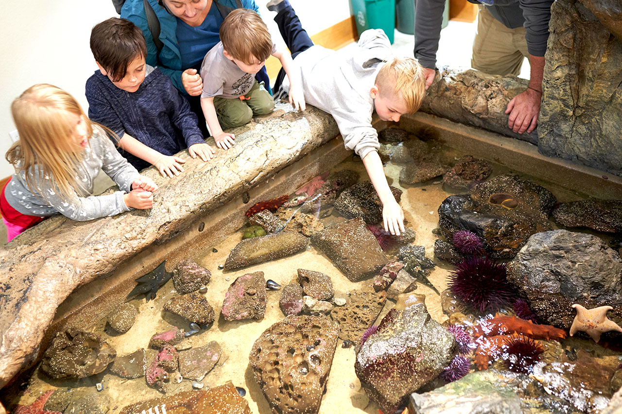 Kid reaching into a tide pool at the Marine Life Center in Charleston, Oregon