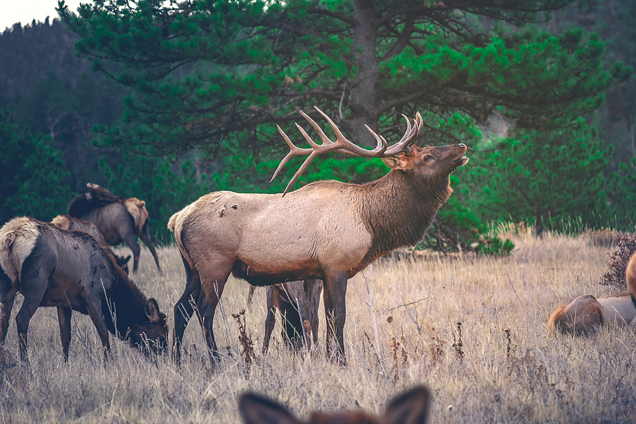 A male Elk stands among other elk in a meadow in Reedsport, Oregon