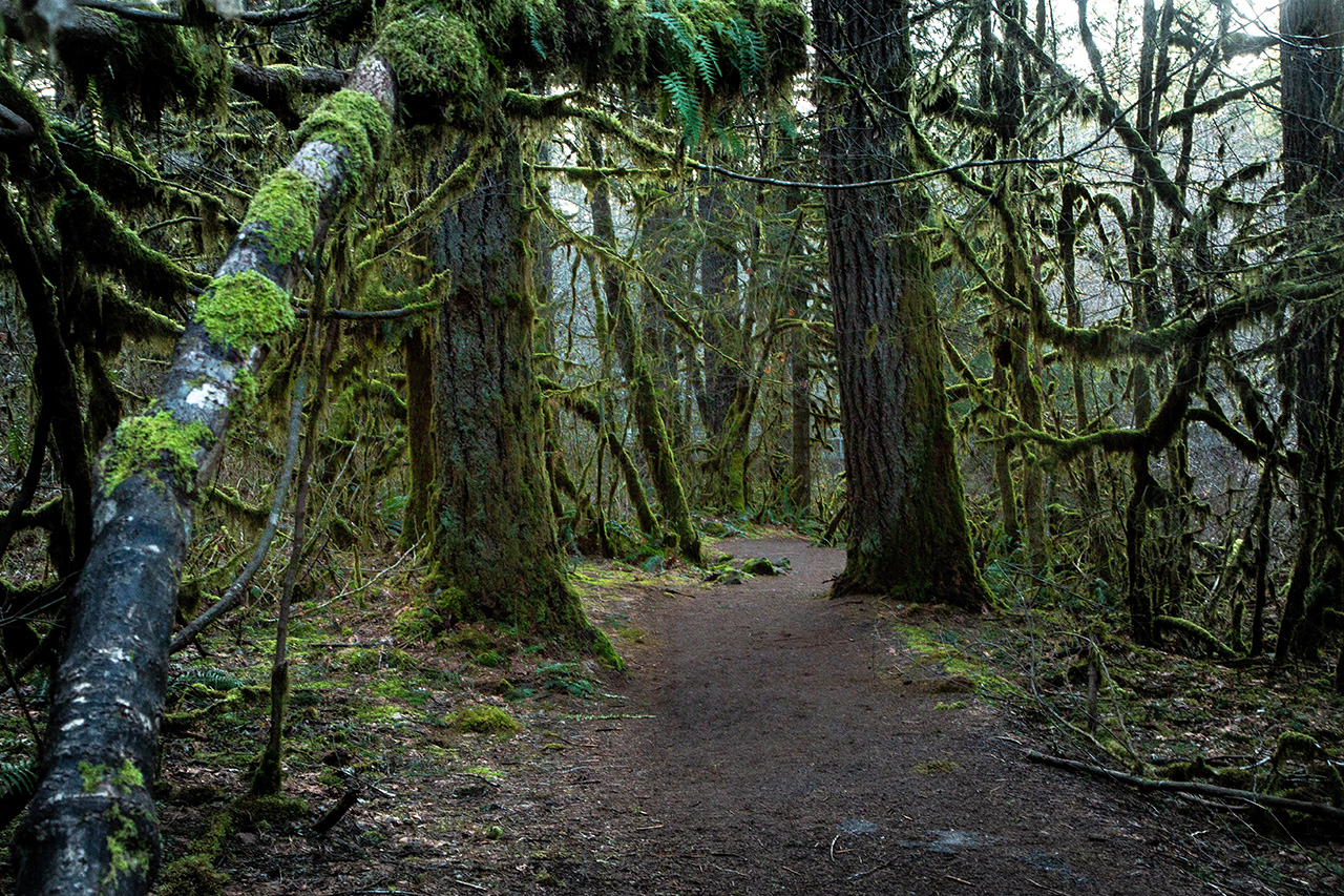 Mossy Forest Southern Oregon Coast by Liz Lauren Pexels