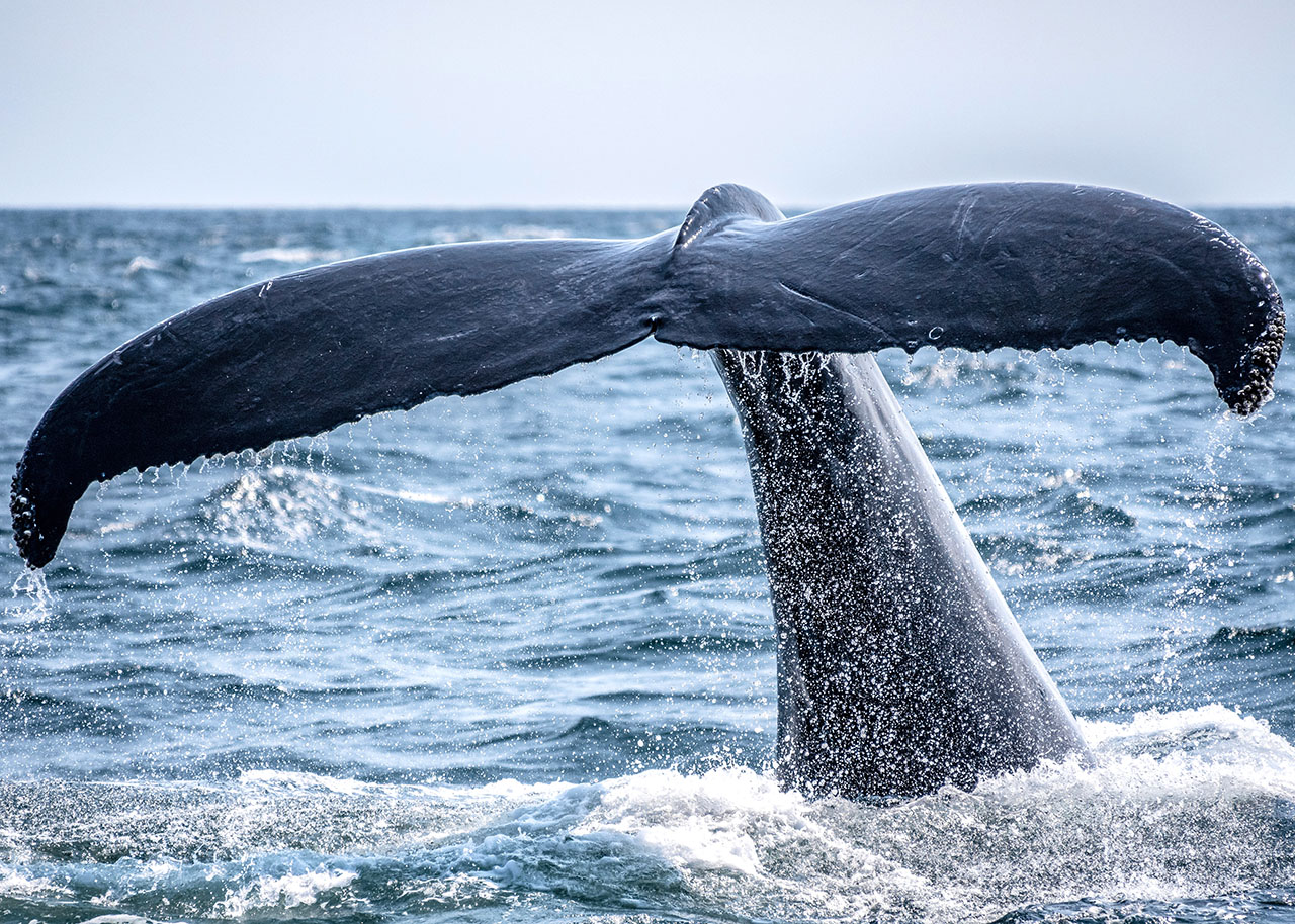 Whale Tail Southern Oregon Coast by Richard Sagredo Unsplash