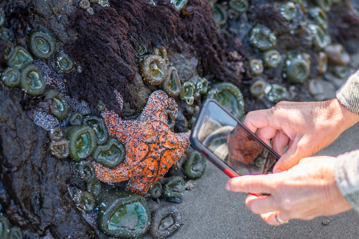 2025TSOC June Bandon TidePool