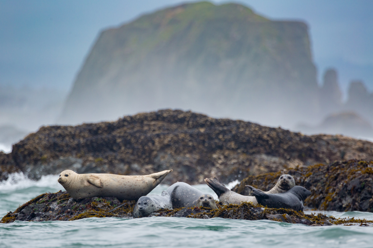 A family of seals laying on a rock.