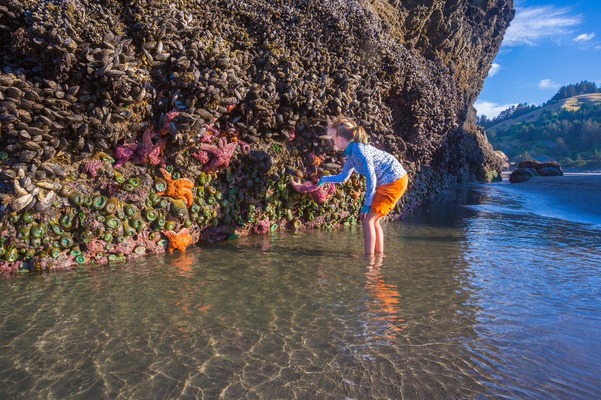 A young child looking a brightly colored starfish in a tide pool.