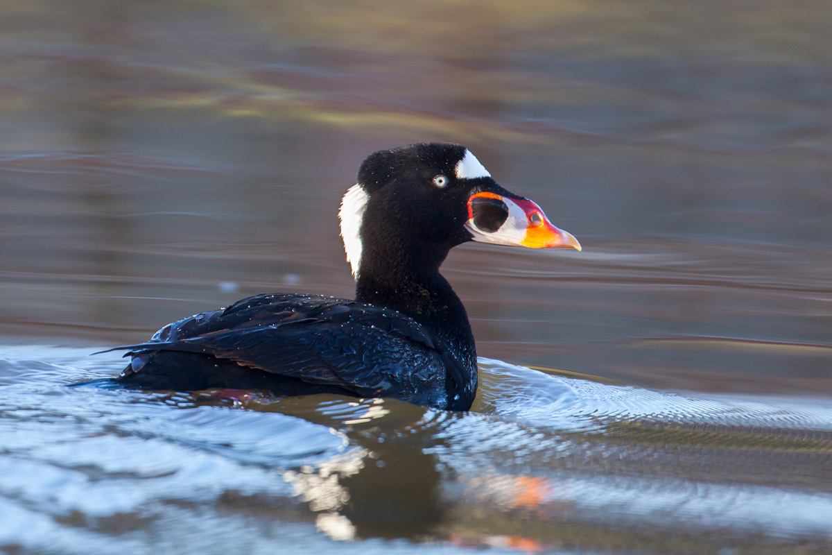 26TSOC Oct bird scoter